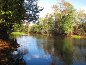 Withlacoochee River in Winter